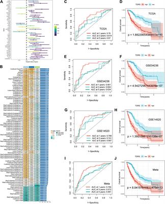 Single-cell sequencing and multiple machine learning algorithms to identify key T-cell differentiation gene for progression of NAFLD cirrhosis to hepatocellular carcinoma